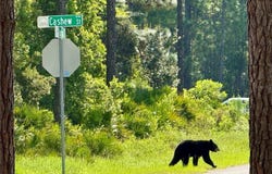 CASHEW STREET, EUSTIS, FL 32736