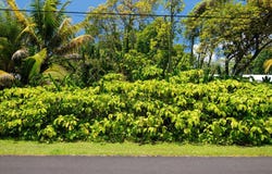 15-175 N PUNI LAPA LOOP, Pahoa, HI 96778