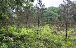 Lot 6 DADS LAKE RD, Eagle River, WI 54521