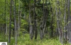 0 Cunningham Road, Kalkaska, MI 49646