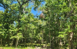 Royal Drive, Brooksville, FL 34601