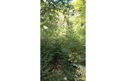 Pierce Street, Wakefield, MI 49968
