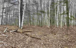 TBD SMITH LAKE DR, Manistique, MI 49854