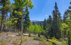 715 LEWSADER ROAD, Alma, CO 80420