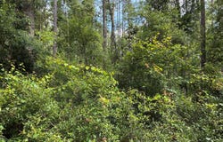 LOT66 PEACOCK HIDEAWAY, Live Oak, FL 32060