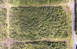 GLENWOOD RD, Volcano, HI 96785