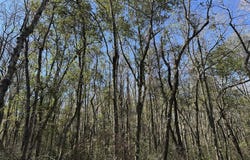 004 Mt Sinai church Rd., Butler, GA 31006