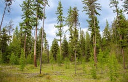 2290 Mountain Home Road, Whitefish, MT 59937