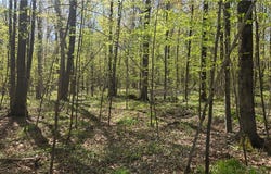 N 900 Joes Road, Conrath, WI 54731