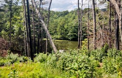736 English Heifer Cove Road, Flat Rock, NC 28731