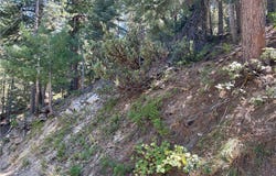 28 Lot 28 Forest Lane, Twin Peaks, CA 92391