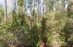 202 SE 4TH STREET, GEORGETOWN, FL 32139