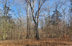 7060 ANNAPOLIS WOODS Road, LA PLATA, MD 20646