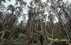 18-2319 KAKAHIAKA UHANE ST, Volcano, HI 96785