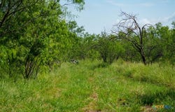 000 County Road 241, Three Rivers, TX 78071