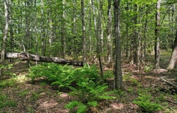 M5 L24 Goosepecker Ridge, Montville, ME 04941