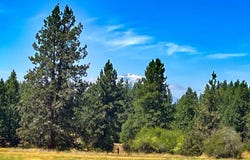 9 Haven CT, Goldendale, WA 98620