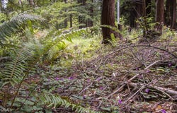 32100 Forest Lane, Fort Bragg, CA 95437