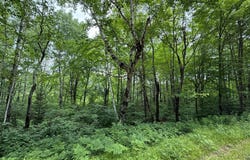 On SOO LAKE RD E, Phillips, WI 54555