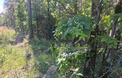47 The Preserve at Boktuklo Mt., Honobia, OK 74957