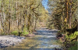 30460 E RD 12 Lot 133, Rhododendron, OR 97049