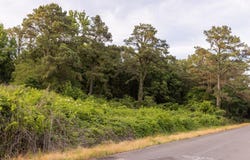 Ballentine, SARDIS, MS 38666