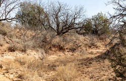 FM 1142, Snyder, TX 79549