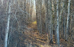 County Road 79 lot: E, Littlefork, MN 56653