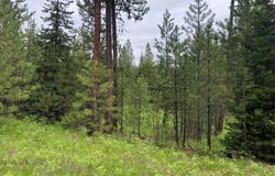 Silver Cloud Drive lot: 18, Cascade, ID 83611