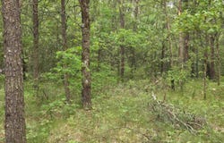 Lot 1 16th Avenue, Necedah, WI 54646