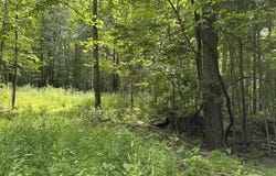 Molly Road, Crawley, WV 24931