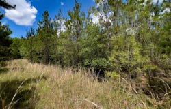 004  Brushy Hammock, Mayo, FL 32066
