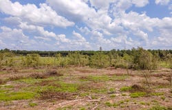 R53358 Tract 1 HWY 94, Apple Springs, TX 75926