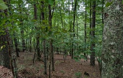 Chestnut Hill Dr, Franklin, NC 28734