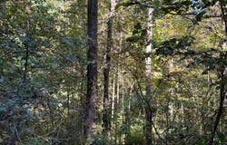 Red River Valley lot: 15, Slade, KY 40376
