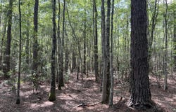 Highway 63, Moss Point, MS 39562