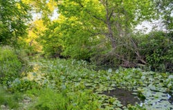 315 RITTIMANN RD, Spring Branch, TX 78070