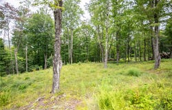Beaver Creek Hollow Road lot: 8, Andes, NY 13752