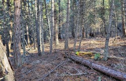 TBD LUNDIMO MEADOW RD, CURLEW, WA 99118