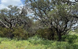 70 Mourning Dove LN, Lampasas, TX 76550