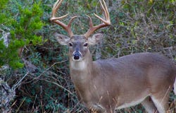 Hwy 41, Rocksprings, TX 78880