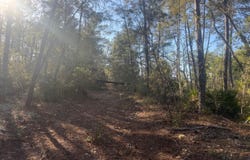 210 MORNINGSIDE Drive, Florahome, FL 32140