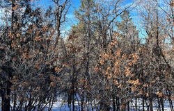 Blk 2, Lot 14, Brazos Estate, Chama, NM 87520