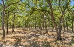 18.145 Acres Herber-Schaefer RD, Fredericksburg, TX 78624