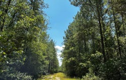 0 Benndale Road, Wiggins, MS 39577