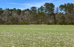 6005 Old Salkehatchie Rd, Early Branch, SC 29916