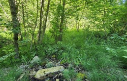 NHN Silver Butte Road, Libby, MT 59923