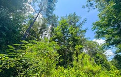 Sweet Water Road, Daviston, AL 36256
