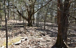 Burk Road, Highlandville, MO 65669