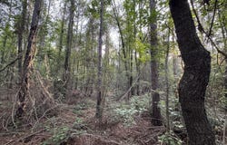 N Lot 2 River Road, Summit, MS 39666